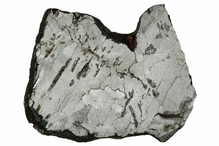 Etched Canyon Diablo Meteorite Slice ( g) - Arizona #356077